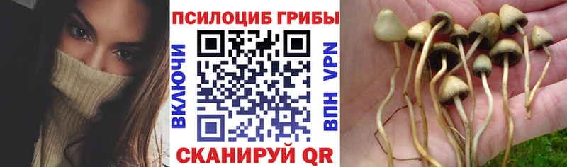 Купить где  Щёкино  Галлюциногенные грибы мицелий 